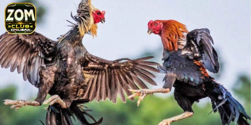 Đá Gà Cựa Dao – Những Thông Tin Quan Trọng Của Tựa Game