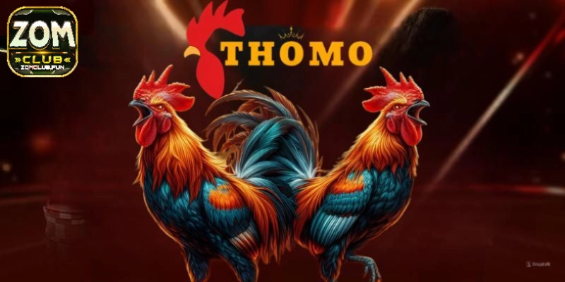 Đá Gà Thomo Zomclub – Sân Chơi Đáng Thử Trong Năm 2025 